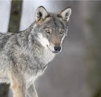 volk