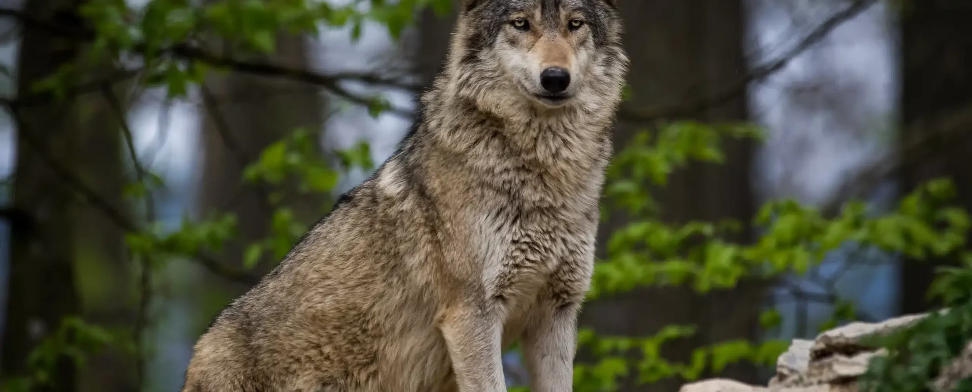 wolf-bilder-wildtiere-in-deutschland-4-scaled