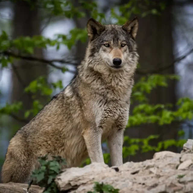 wolf-bilder-wildtiere-in-deutschland-4-scaled